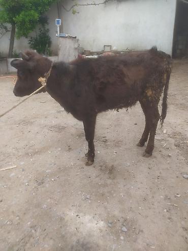 Dana, buzov: Dana, buzov — 5