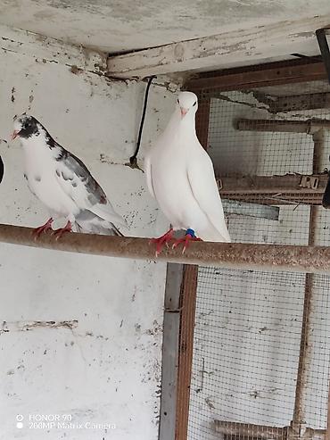 Göyərçinlər: Göyərçinlər — 8