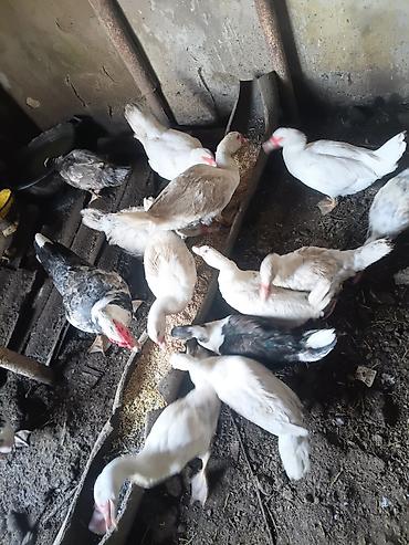 pitbull iti balasi: Müşk ördəkləri (hinduşka ördəyi) təsvir olunur. Şəkildə bir neçə ədəd — 2
