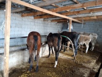 домик для кошки многоуровневый: Продаю | Кобыла (самка), Жеребенок | Полукровка | Племенные