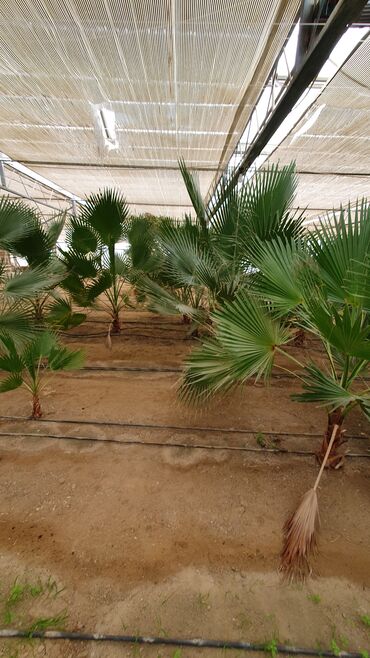 Bağ evlərinin satışı: Bakı, Türkan qəs., 1500 kv. m, 7 otaqlı, Hovuzlu, Qaz, İşıq, Su — 26