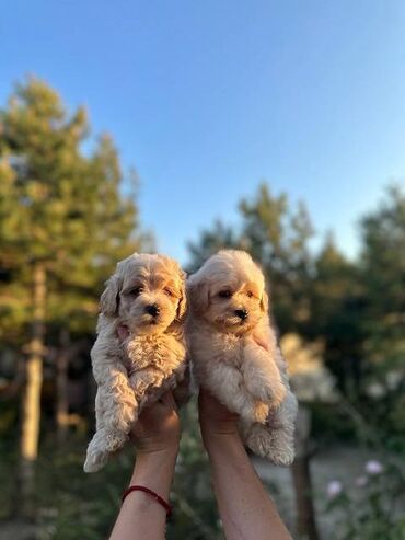 Psi: Maltipoo kucici savrsenog izgleda i genetike FCI 7493 posetite nase — 4