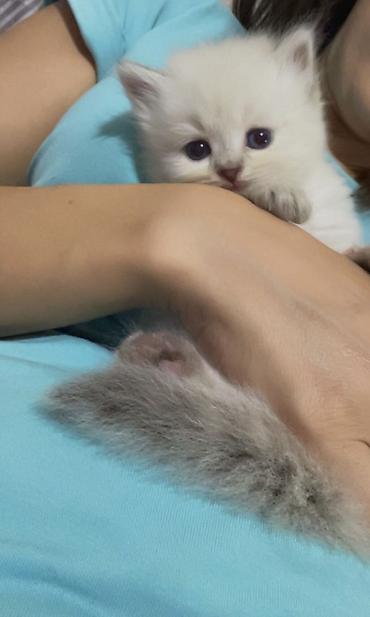 koşka: Təsvir: - Cins: Ragdoll tipli uzun tüklü pişik balaları - Rəng: Açıq — 3