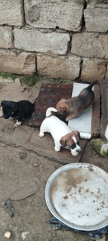 İtlər: Zvanoklar tam sağlam 40 günlük Binəqədidə şir erkek dişi var — 5