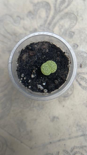 Кактусы: В наличии ❗️‼️ Самые необычные цветы😍как будто с другой планеты 🪐 — 16