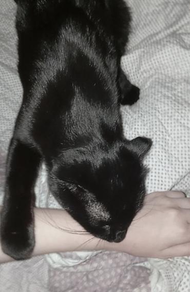 кошка черная: 2 года, Мальчик, Черный — 4