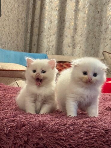 Pişiklər: Şotland yastı qulaq, Erkək, Dişi, Yaxşı əllərə, Ünvandan götürmə, Pulsuz çatdırılma, Ödənişli çatdırılma — 247