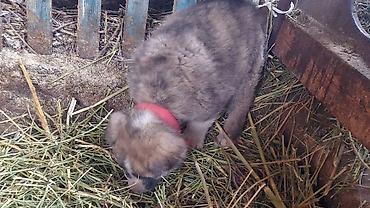 Продажа собак: Алабай, 1 месяц, Самец — 1