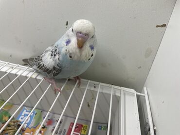 Tutuquşları: Bülbül (dalmatin naxışlı, mavi-ağ rəng çaları) – əhliləşdirilmiş — 13