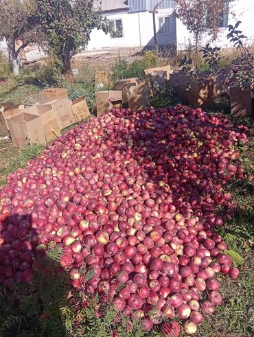 где можно купить ремонтантную малину: Алмалар Дүңүнөн