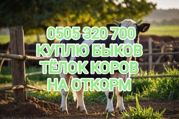 С/х животные и товары: Куплю | Коровы, быки, Лошади, кони | Бесплатная доставка, На откорм