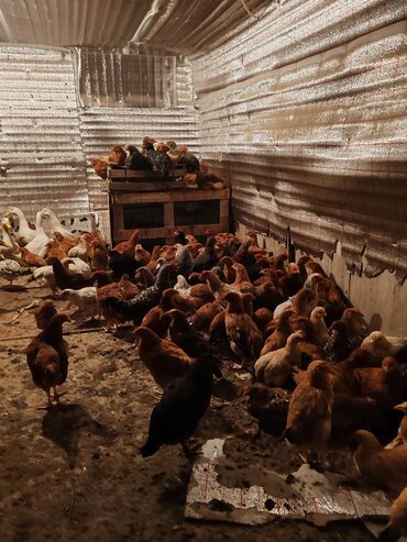 Toyuqlar: Toyuq, Damazlıq, Ünvandan götürmə — 11