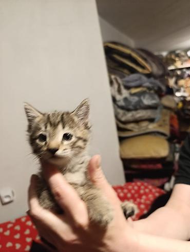 Отдам даром кошку: Котята девочки мальчики 1,5 месяца (серые мальчики, чёрно-белым — 20