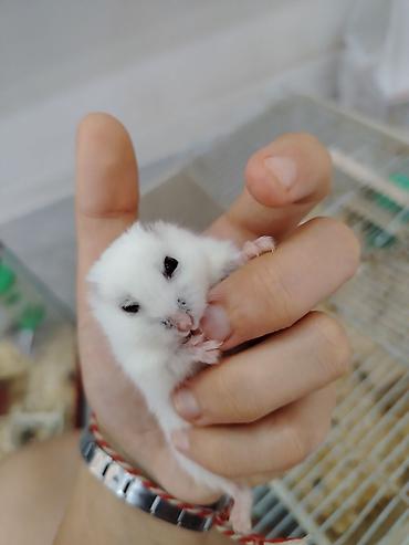 Cırtdan hamsterlər – Dwarf Hamster balaları 3 dənədi 2 ağ dişi 1 qara