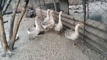 кошки в добрые руки: Qazlar