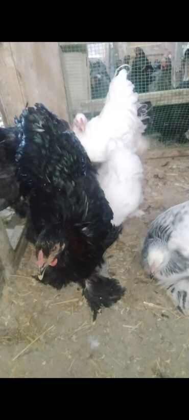 Cücələr: Toyuq cücələri, Damazlıq — 23