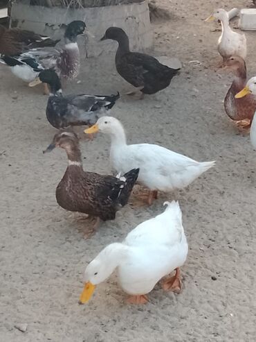 Ördəklər: Satılır: ördək sürüsü - Növlər və rənglər: ağ, qara, boz, qəhvəyi və — 17