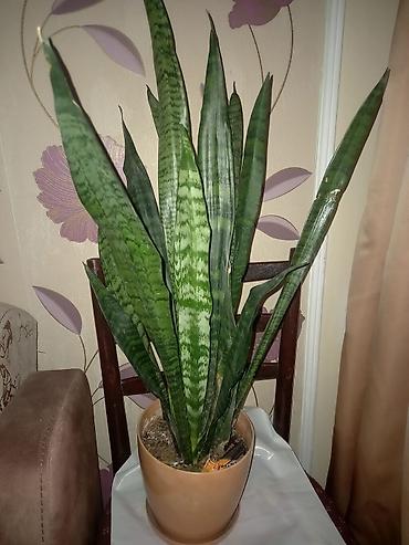 ev guleri: Sansevieria (Qayın dili) – qapalı məkan üçün dekorativ otaq bitkisi - — 1