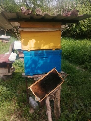 ana arı satışı 2023: 20 edəd bal yeşiyi,2 defe istifade olunub,1 edəd 45 AZN,real alıcıya