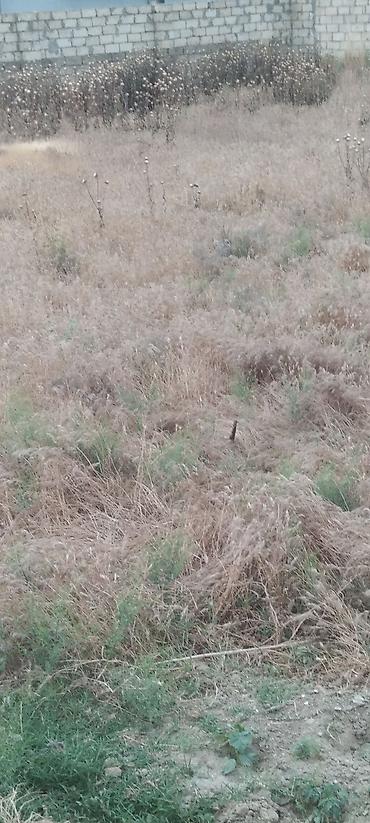 Torpaq sahələrinin satışı: Kənd təsərrüfatı — 4