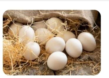 продаю гуся: Продаю | Инкубационные яйца | Для разведения