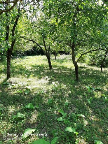 Torpaq sahələrinin satışı: 10 sot, Tikinti, Mülkiyyətçi, Kupça (Çıxarış) -da lalafo.az — 13 Torpaq sahələrinin satışı: 10 sot, Tikinti, Mülkiyyətçi, Kupça (Çıxarış) — 13