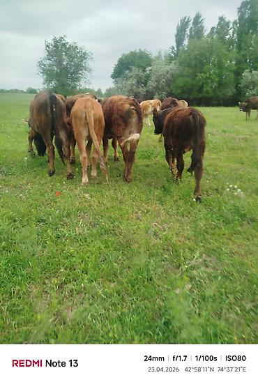 Коровы, быки: Продаю | Бык (самец) — 7