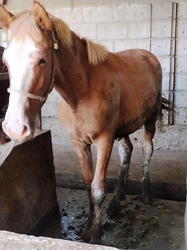 лайка шенки: Продаю | Конь (самец) | Полукровка | На забой, Для разведения | Осеменитель — 6