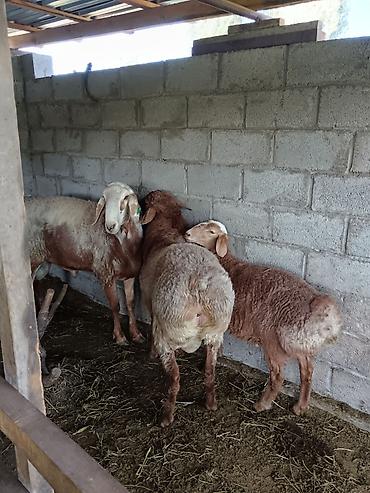 Баран, овца: Продаю | Баран (самец) at lalafo.kg — 12 Баран, овца: Продаю | Баран (самец) — 12