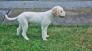 Psi: Lagotto Romagnolo štenci Dostupni štenci Lagoto Romanjolo od roditelja — 13