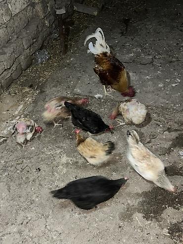 balaca it cinsləri: Toyuq, Damazlıq — 3
