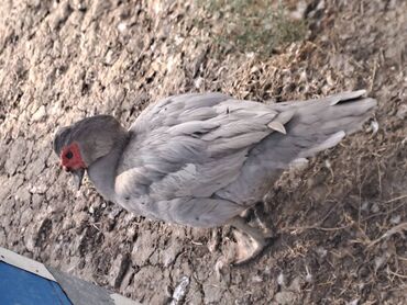 Ördəklər: Salam lal ördəklər satılır iri heyvanlardı fərələr 23 azn xoruzlar 34 — 8