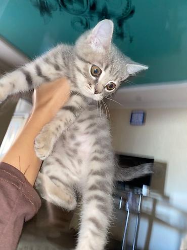 котята шотландцы купить: 1 месяц, Девочка, Приучена к лотку — 1