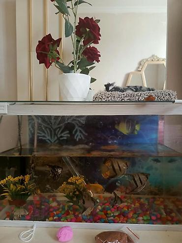akvarium balıq novləri: Qızıl balıq, Sülhsevər — 2