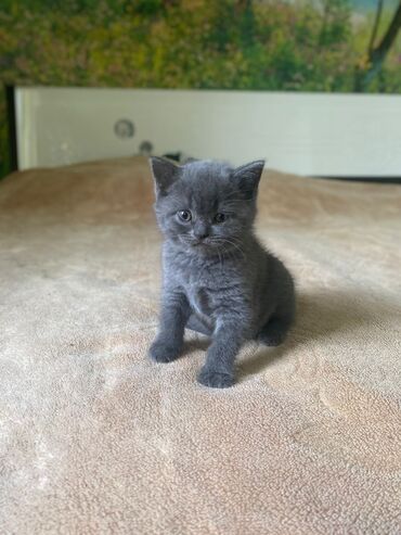 кошки на продажу: Şotland, Erkək, Dişi