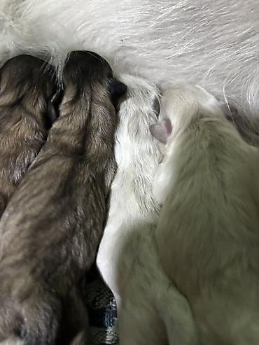 it almaq istəyirəm: Pekines — 2
