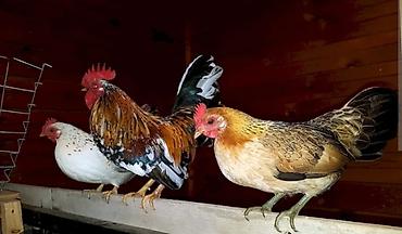 Kənd təsərrüfatı quşları: Toyuq, Damazlıq — 1