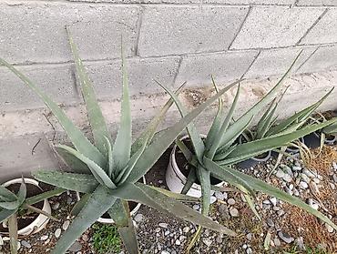 купить перлит: Алоэ вера (Aloe barbadensis) в горшках - Крупные взрослые розетки с — 5