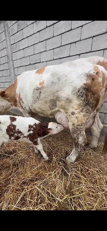 Inəklər, öküzlər: Satılır: inək buzovu ilə birlikdə - Cins tipi: Simental tipli — 3