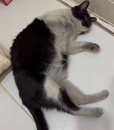 американская енотовая кошка: Бишкек Нашли беременную кошку на Исанова 2в, может её ищет хозяин?