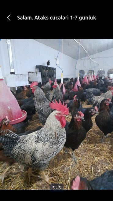 Xoruzlar: Xoruz, il: <1, Ödənişli çatdırılma — 5