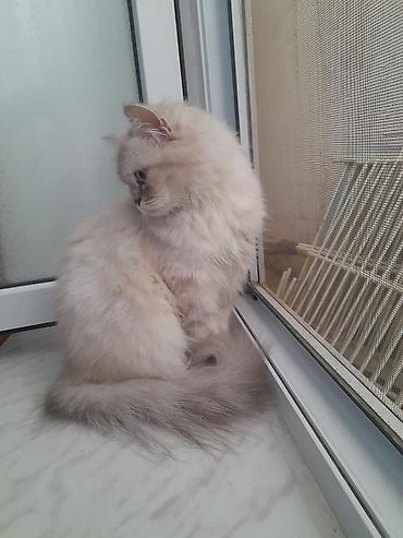bakida it barinagi: Şinşilla, Dişi, Yaxşı əllərə, Ödənişli çatdırılma — 3