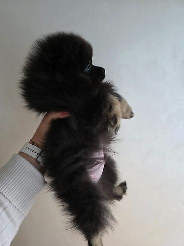 Psi: Na prodaju preslatki pomeranci U naš dom su sasvim spontano stigle — 9