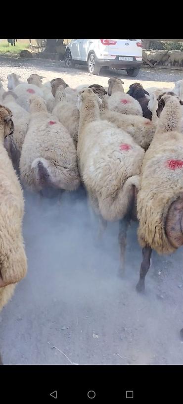 tap az goyercin satisi: Qoyun sürüsü – quyruqlu (sort qoyunlar satilir damazlıq birinci ikinci — 6
