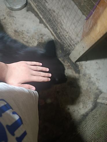 Продажа собак: Немецкая овчарка, 2 года, Самец — 17