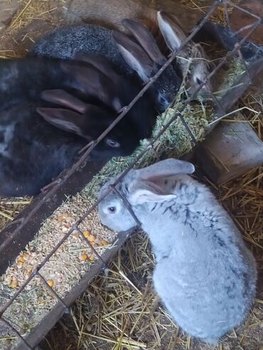 Продам кролов самцы 5 шт, 9-10 месяцев для разведения или на забой