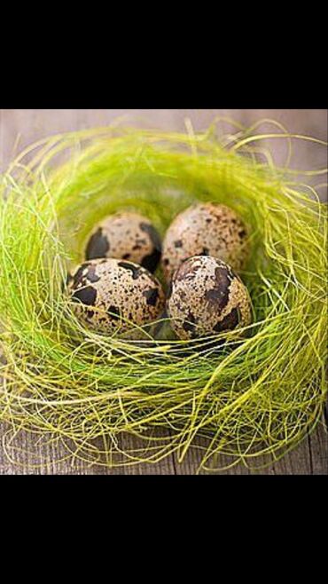 животные птицы: Яйцо инкубационное перепелов. Техас и Феникс. заказывать
