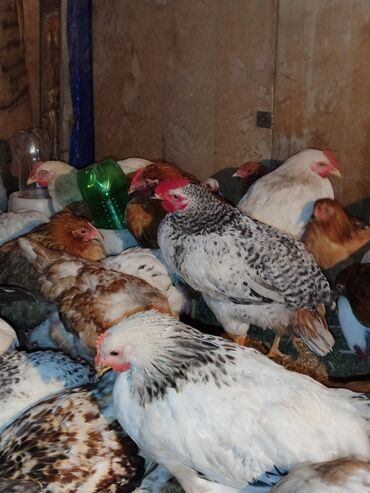 Toyuqlar: Tam ev şəraitində bəslənmiş rəngli kənd beçələridir.çəkiləri 1 -da lalafo.az — 8 Toyuqlar: Tam ev şəraitində bəslənmiş rəngli kənd beçələridir.çəkiləri 1 — 8