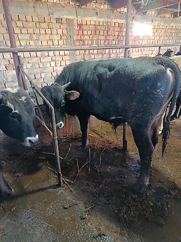 Коровы, быки: Продаю | Бык (самец) | На откорм | Привязанные — 8