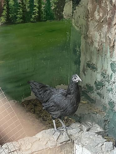 прикол курочки: 🐔 ПРОДАЮ ЧЕРНЫХ ПЕТУХОВ (ЭКЗОТ) Лакеданзи. Полностью черные — 1